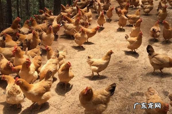 一只鸡一天吃多少饲料