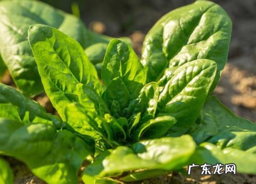 种菠菜的科学施肥办法 菠菜种植施用什么肥料适宜