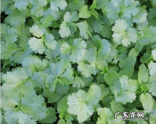 香菜种一年再隔几年不影响产量 香菜能重茬种植吗