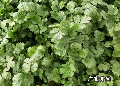 香菜种一年再隔几年不影响产量 香菜能重茬种植吗