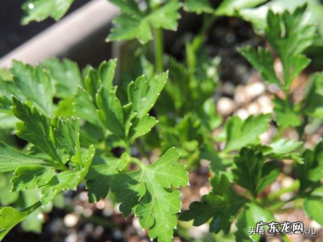 香菜种一年再隔几年不影响产量 香菜能重茬种植吗