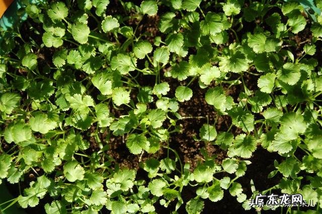 香菜种一年再隔几年不影响产量 香菜能重茬种植吗