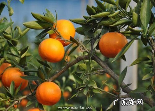 柑橘哪个品种好
