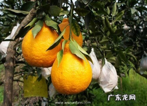 柑橘哪个品种好