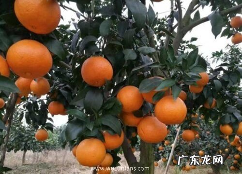 柑橘哪个品种好