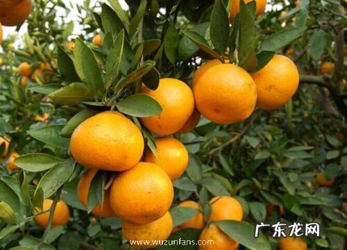 柑橘哪个品种好