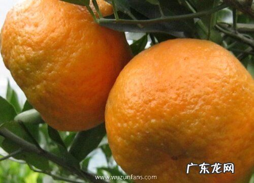 柑橘哪个品种好