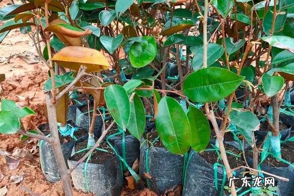 牛奶果种植时间,附种植要点