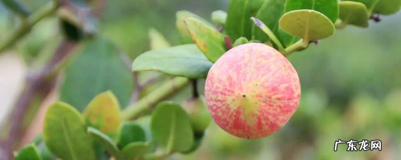 牛奶果种植时间,附种植要点