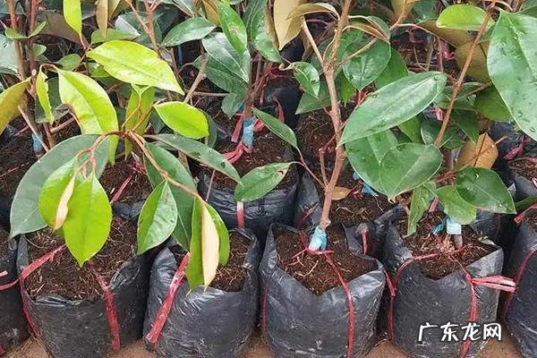 牛奶果种植时间,附种植要点