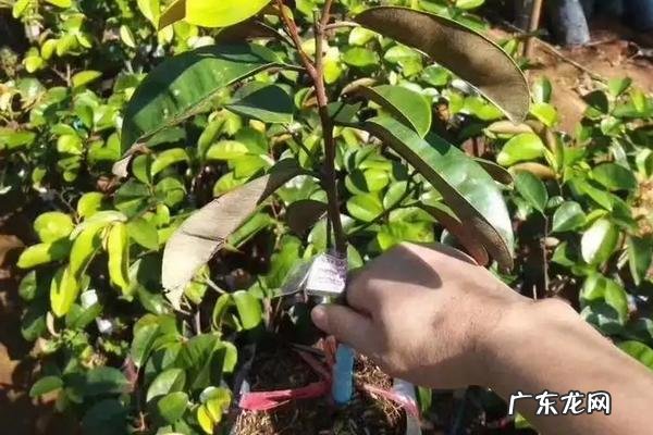 牛奶果种植时间,附种植要点