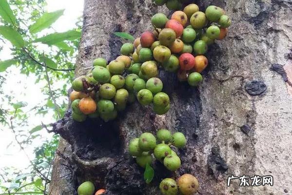 牛奶果种植时间,附种植要点