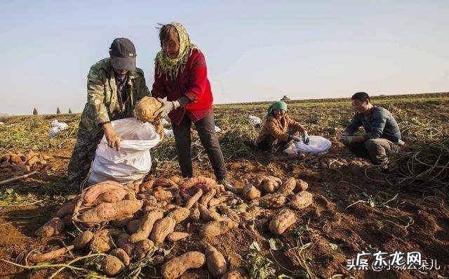 如何判断红薯最佳采收时间 红薯一般在几月份成熟