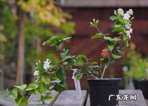 茉莉花开败后如何养护