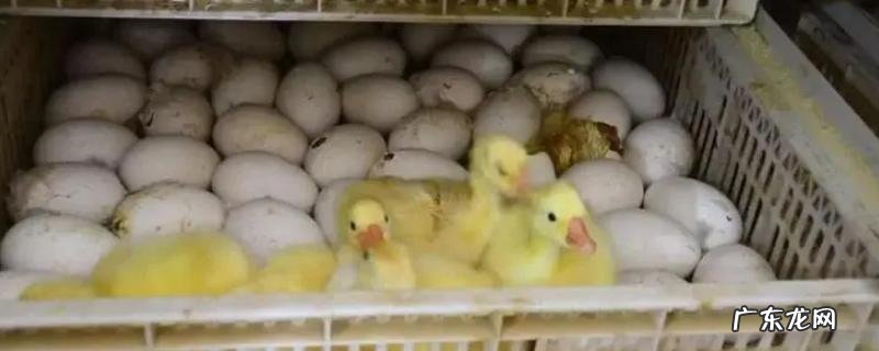 鹅蛋孵化天数和温度参数