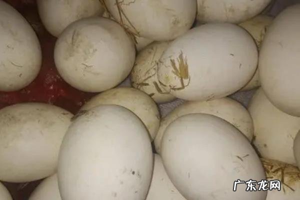 鹅蛋孵化天数和温度参数