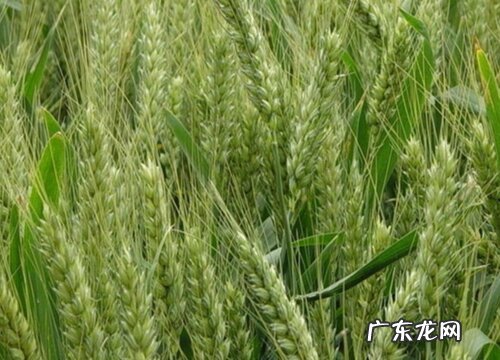 鲁原502种子生育期、抗冻 鲁原502小麦品种介绍