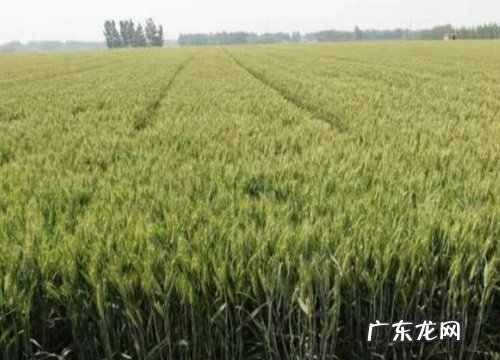 鲁原502种子生育期、抗冻 鲁原502小麦品种介绍