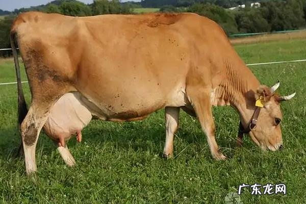 母牛临产前2小时的征兆