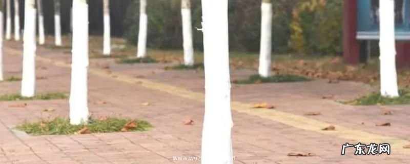 果树什么时候打石硫合剂合适