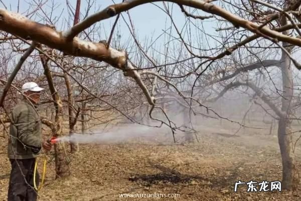果树什么时候打石硫合剂合适