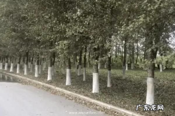 果树什么时候打石硫合剂合适