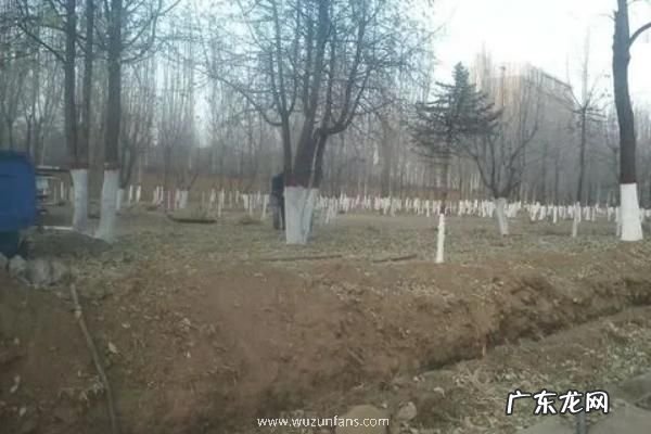 果树什么时候打石硫合剂合适