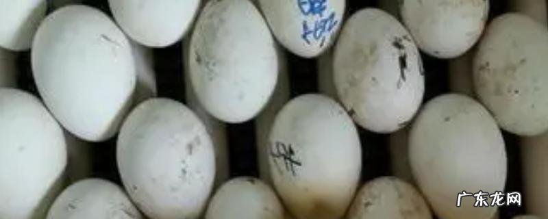 鹅蛋孵化温度和湿度