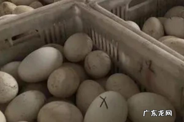 鹅蛋孵化温度和湿度