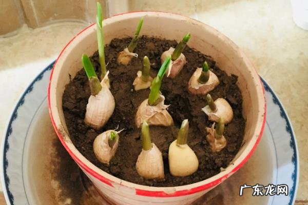 蒜苗1一15天的生长过程记录