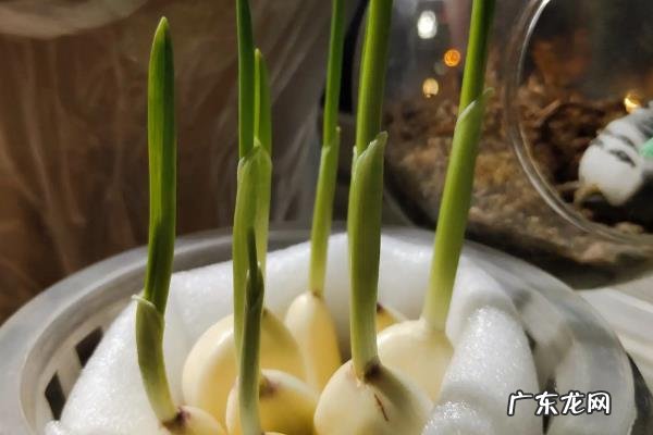 蒜苗1一15天的生长过程记录