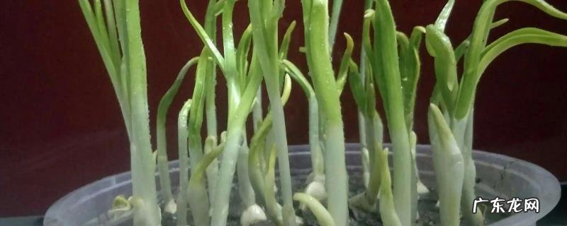 蒜苗1一15天的生长过程记录