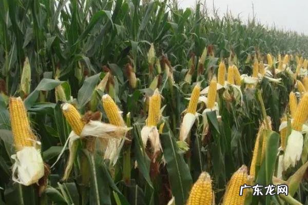 亩产4000斤的玉米品种