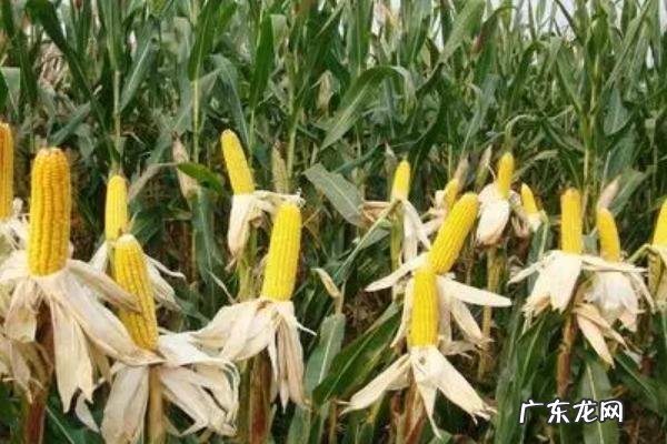 亩产4000斤的玉米品种