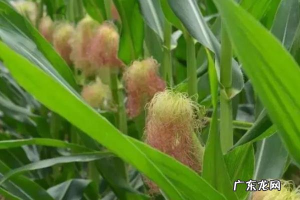 亩产4000斤的玉米品种