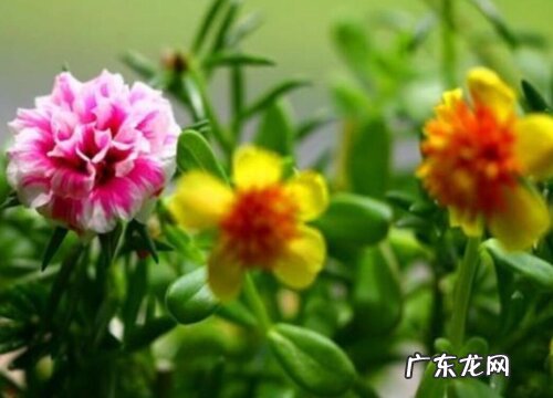 越冬前需要修剪吗 重瓣太阳花怎样过冬天不冻死