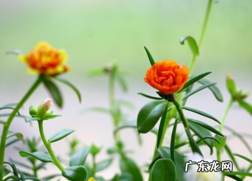 越冬前需要修剪吗 重瓣太阳花怎样过冬天不冻死