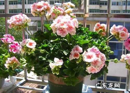 盆栽天竺葵入冬后越冬管理方法 天竺葵冬天怎样过冬养护