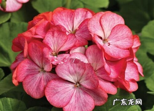 盆栽天竺葵入冬后越冬管理方法 天竺葵冬天怎样过冬养护