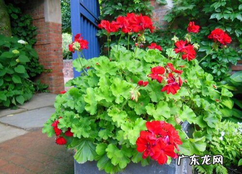 盆栽天竺葵入冬后越冬管理方法 天竺葵冬天怎样过冬养护