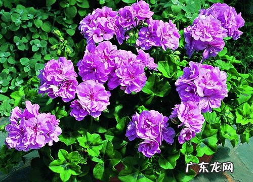 盆栽天竺葵入冬后越冬管理方法 天竺葵冬天怎样过冬养护