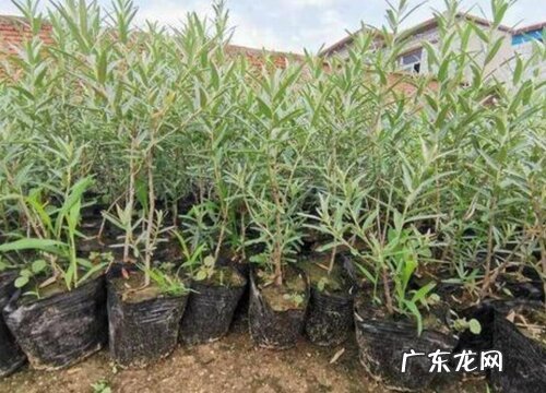 冬季植树最佳时间 冬季栽树几月份合适