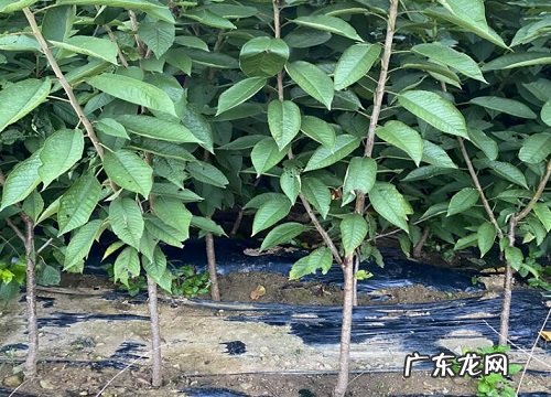 冬季植树最佳时间 冬季栽树几月份合适