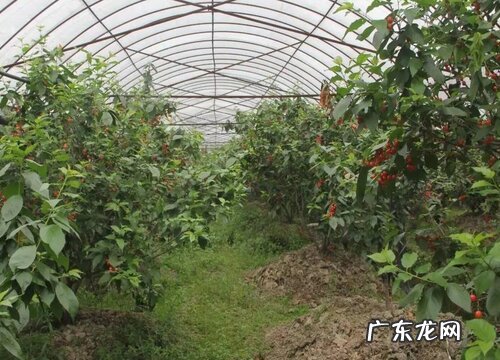 冬天大棚用什么取暖最好 温室大棚用什么加温最好