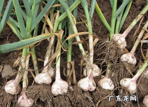 大蒜叶枯病特效药 大蒜叶枯病症状病因及防治方法