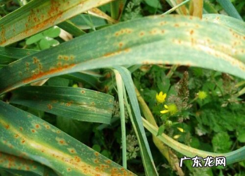 大蒜叶枯病特效药 大蒜叶枯病症状病因及防治方法