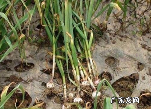 大蒜叶枯病特效药 大蒜叶枯病症状病因及防治方法