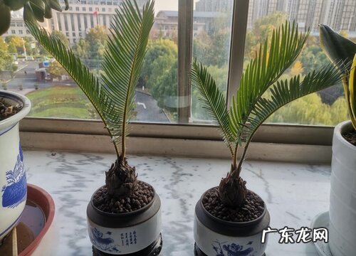 为什么家里不能养铁树 家里种铁树到底好不好吉利吗