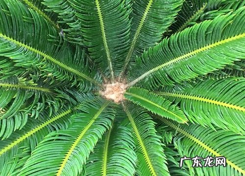 为什么家里不能养铁树 家里种铁树到底好不好吉利吗