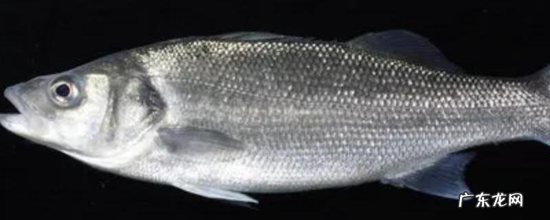 江鲈鱼和海鲈鱼区别